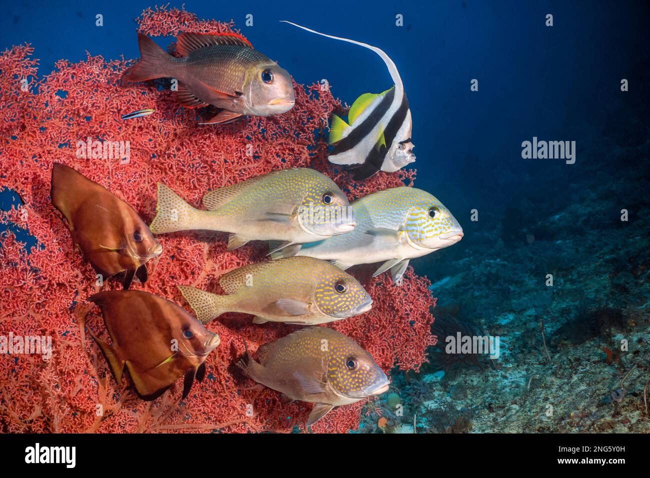 Zitronenfische, Plectorhinchus flavomaculatus, Dornhai, Platax pinnatus, Langleinenfisch, Heniochus acuminatus und Großaugenimperator, Monotaxis gr Stockfoto