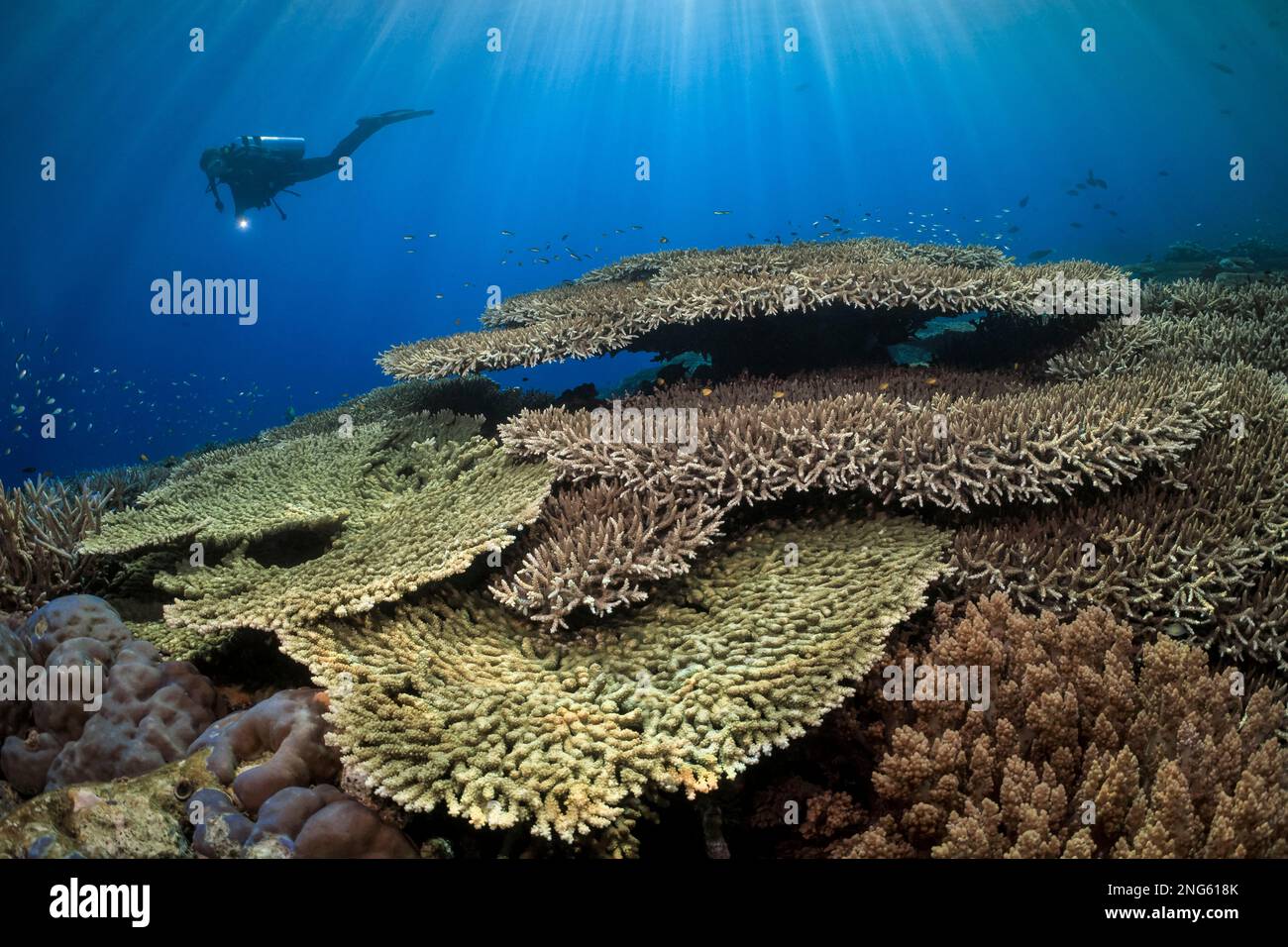 Korallenriff, Hartkorallen, Steinkorallen, Tafelkorallen, Acropora sp., Mit Taucher, mit Taucher, Ambon, Maluku Inseln, Indonesien, Banda-Meer, Indo-Pacifi Stockfoto