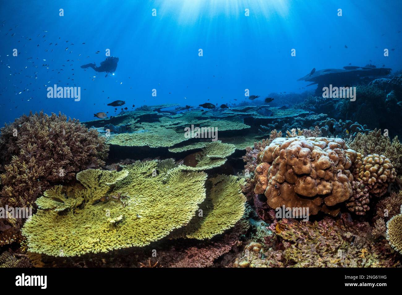 Korallenriff, Hartkorallen, Steinkorallen, Tafelkorallen, Acropora sp., Mit Taucher, mit Taucher, Ambon, Maluku Inseln, Indonesien, Banda-Meer, Indo-Pacifi Stockfoto