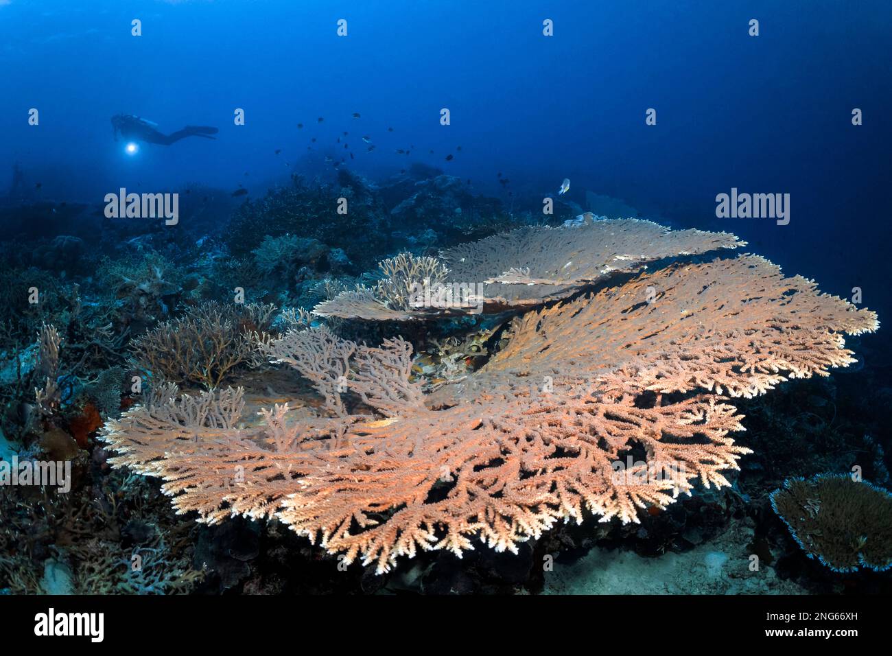 Hartkorallen, Steinkorallen, Tafelkorallen, Akropora sp., Kai-Inseln, Maluku-Inseln, Indonesien, Banda-Meer, Indo-Pazifik-Ozean Stockfoto