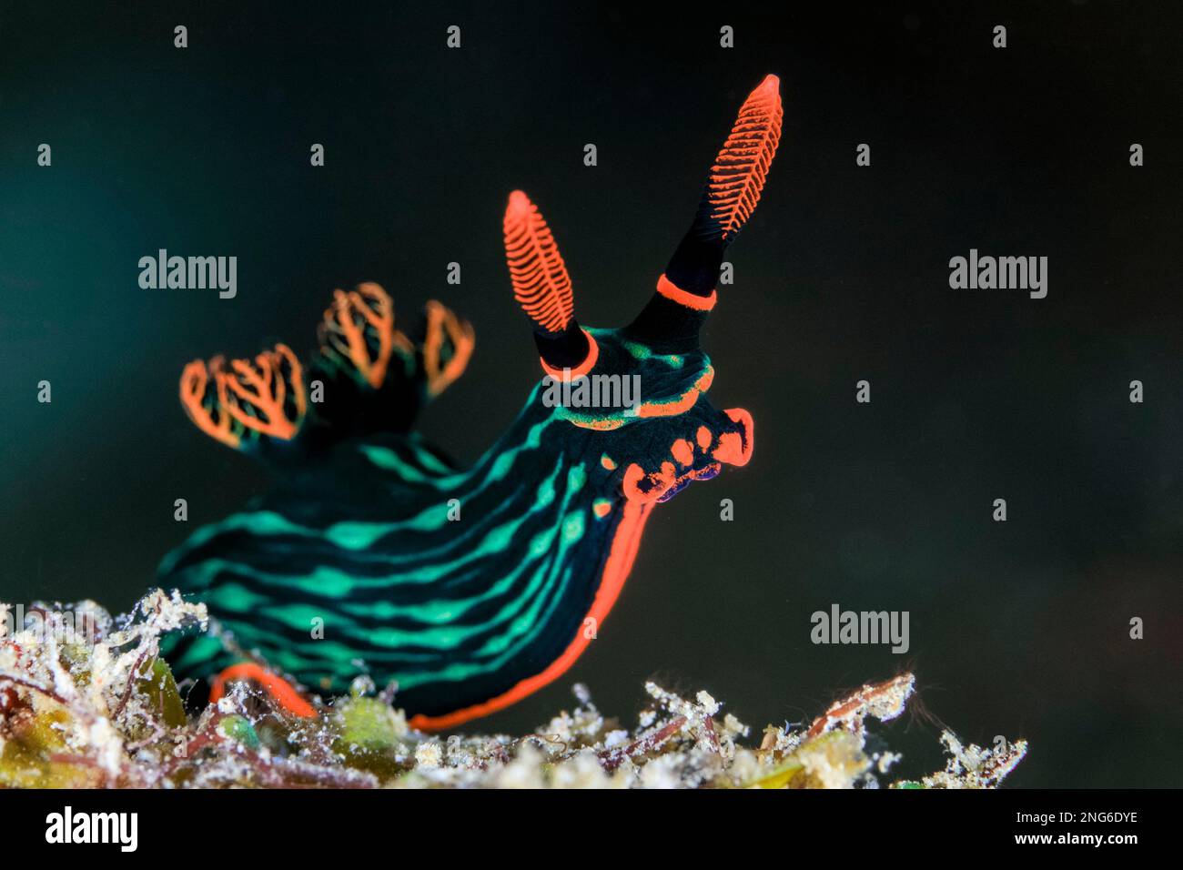 Variable Neon Slug, Nembrotha kubaryana, alias dusky nembrotha, Ticao Island, Philippinen, Südchinesisches Meer, Pazifik Stockfoto