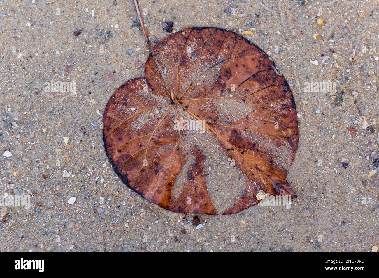 Gesprenkeltes braunes Blatt, das kopfüber auf dem nassen Sand lag. Stockfoto