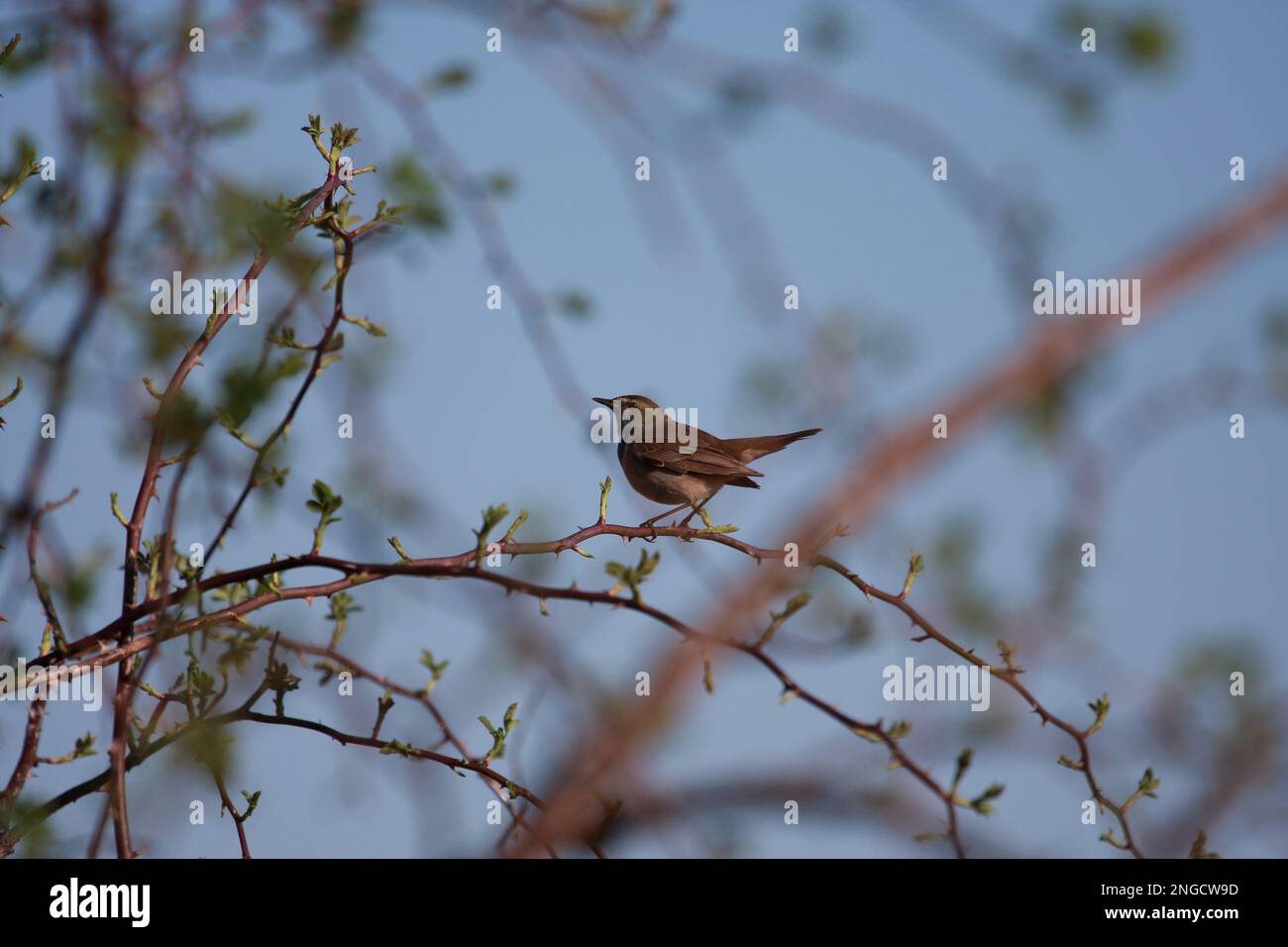 Bluethroat in seiner natürlichen Umgebung in den Hecken hoch oben auf einem Rosenzweig Stockfoto