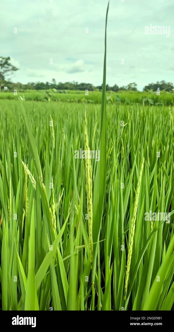 Wunderschöne Reisfelder, die auf dem Land aufwachsen Stockfoto