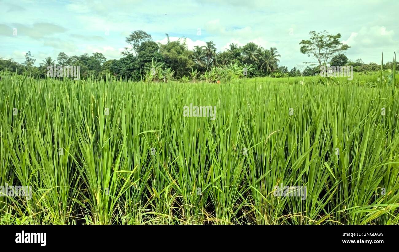 Wunderschöne Reisfelder, die auf dem Land aufwachsen Stockfoto