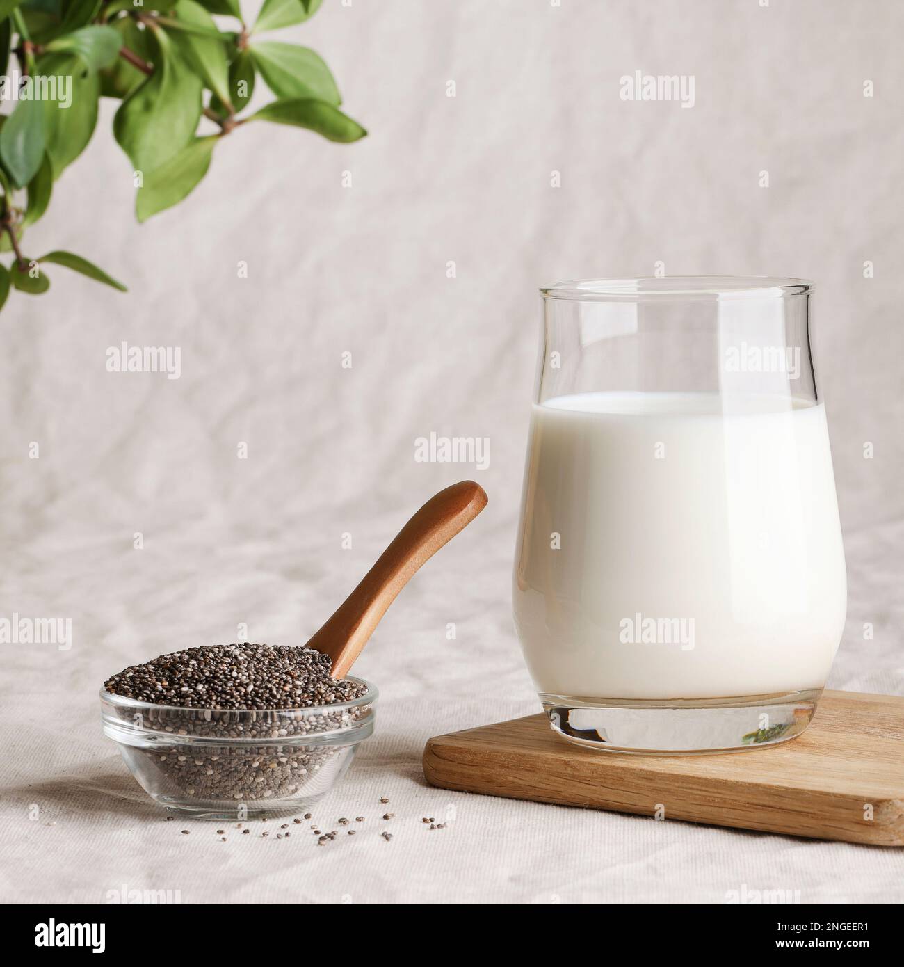 chiasamenmilch in Glas auf Textilhintergrund mit Pflanzen. Speicherplatz kopieren. Rohe Diät. Gesundes vegetarisches Essen und Lebensstil. Umweltfreundlicher Platz Stockfoto