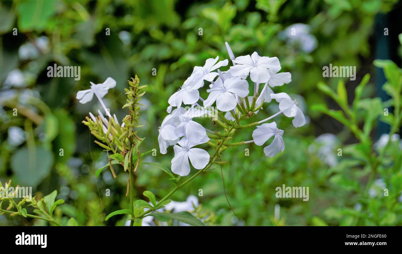 Landschaftsmodus mit wunderschönen Blumen von Plumbago auriculata, auch bekannt als Cape Plumbago, Leaderwort, Blister Leaf, Quaker Blossom usw. Stockfoto