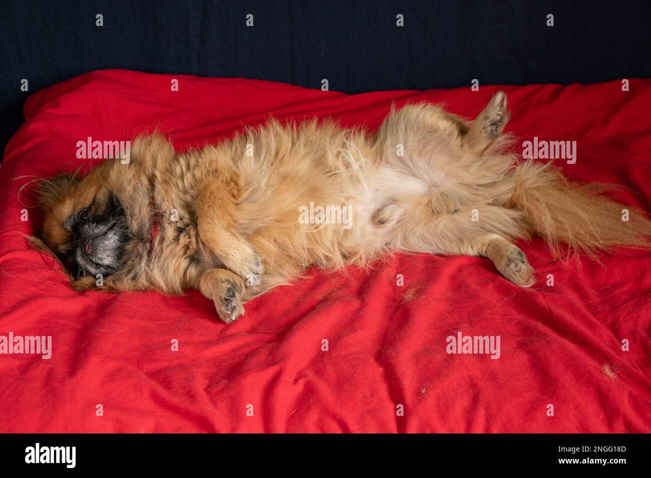 Rothaariger Pekingese schläft auf einer roten Decke auf dem Bett im Schlafzimmer, schlafender Hund Stockfoto
