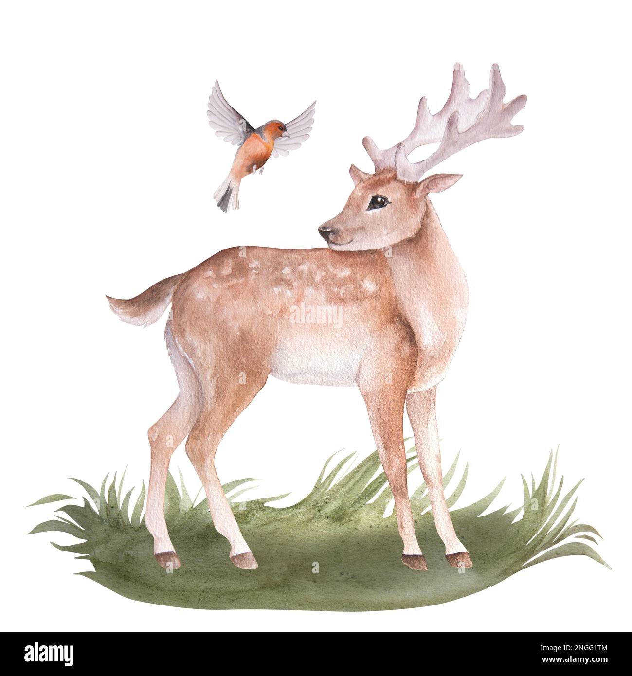 Aquarell-Darstellung eines Cartoon-Hirsches und Vogel, isoliert Stockfoto