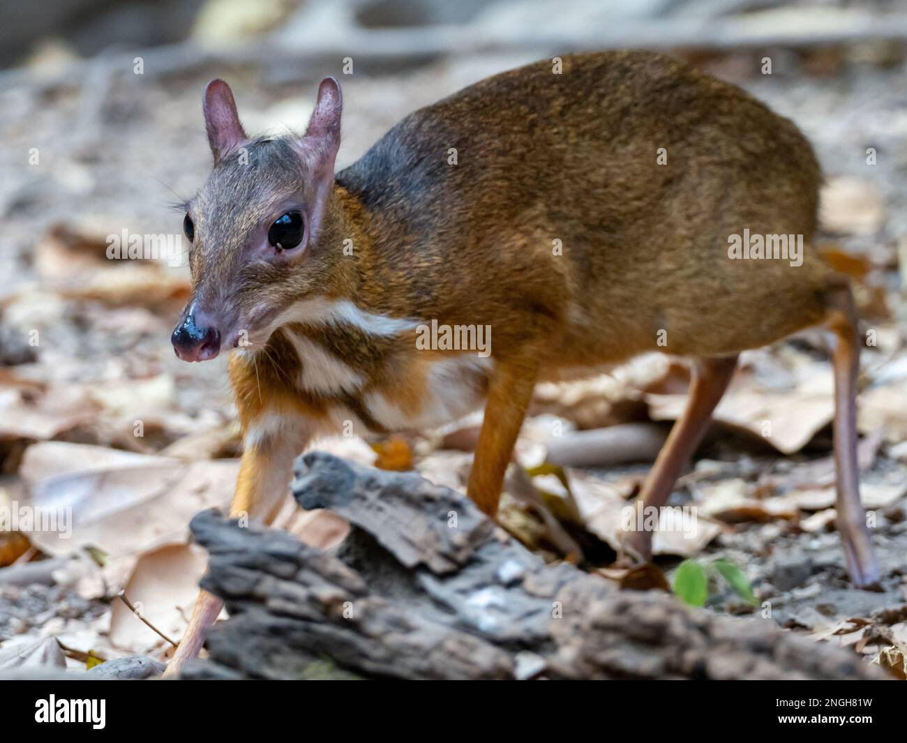 Kleiner orientalischer Chevrotain, Tragulus kanchil, auch bekannt als kleiner Mäusehirsch, einer der kleinsten Hufsäugetiere der Welt in Thailand Stockfoto