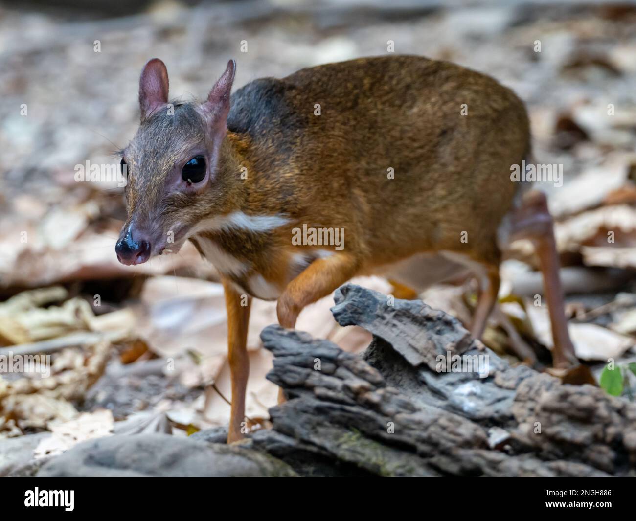 Kleiner orientalischer Chevrotain, Tragulus kanchil, auch bekannt als kleiner Mäusehirsch, einer der kleinsten Hufsäugetiere der Welt in Thailand Stockfoto
