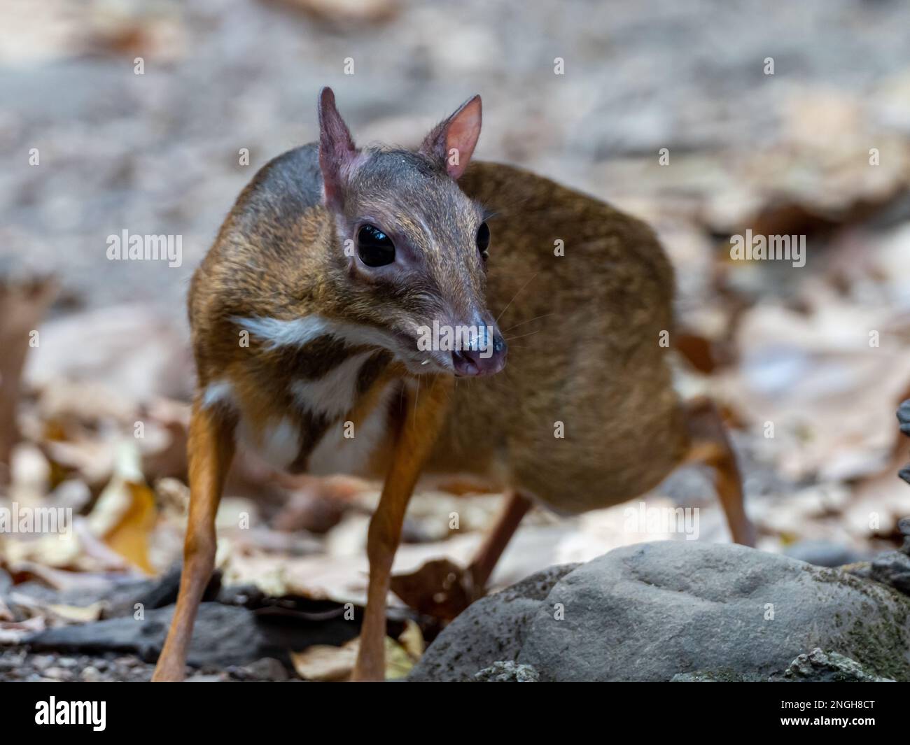 Kleiner orientalischer Chevrotain, Tragulus kanchil, auch bekannt als kleiner Mäusehirsch, einer der kleinsten Hufsäugetiere der Welt in Thailand Stockfoto
