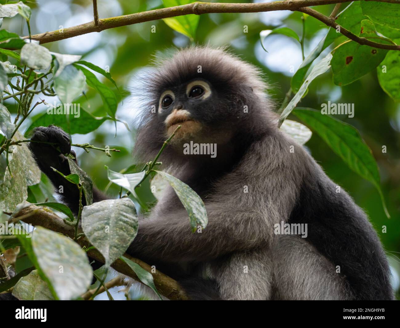 Dusky Leaf Affe, Trachypithecus obscurus, ein wunderschöner Affe aus Südostasien Stockfoto