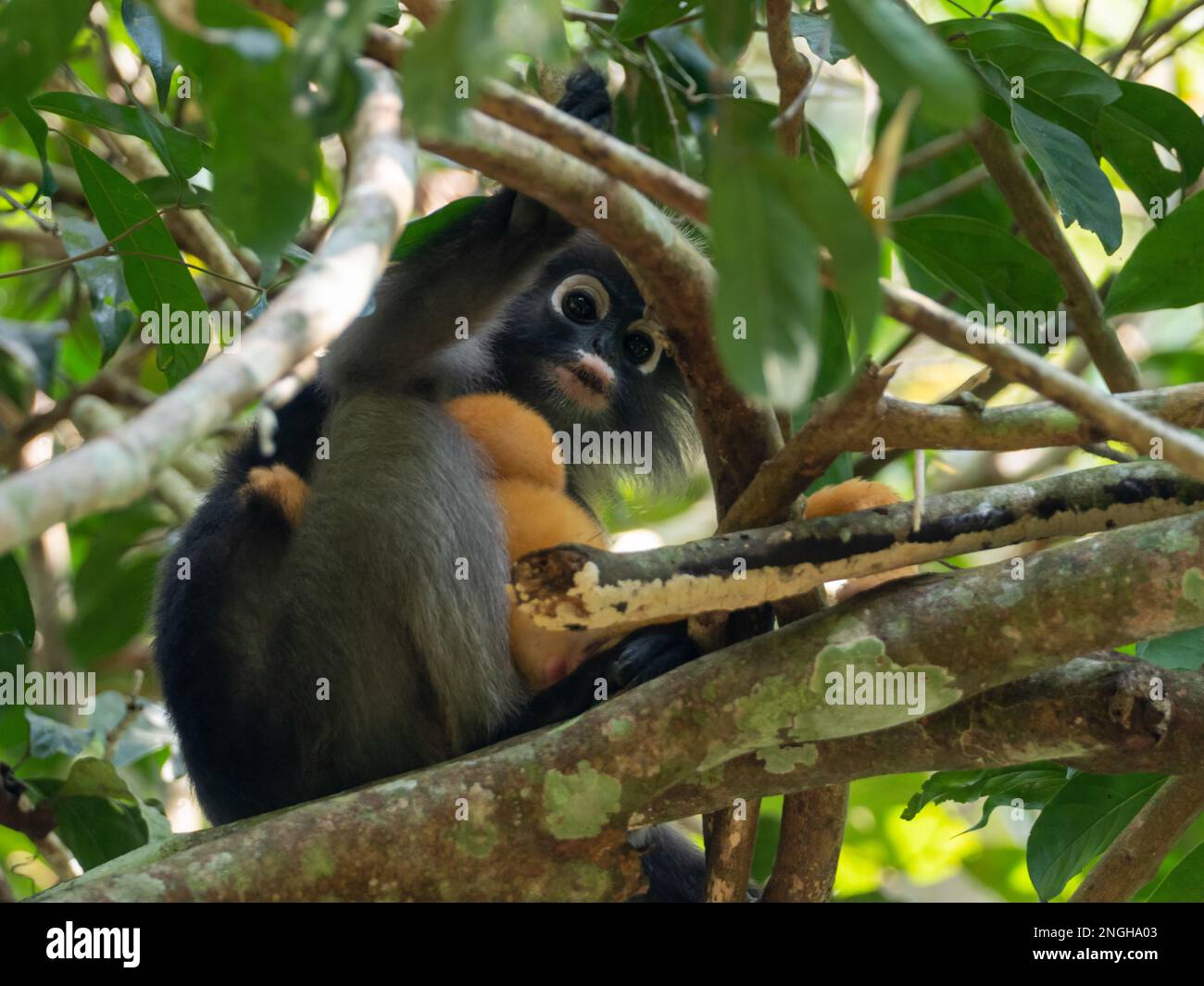 Dusky Leaf Affe mit Baby, Trachypithecus obscurus, ein wunderschöner Affe aus Südostasien Stockfoto