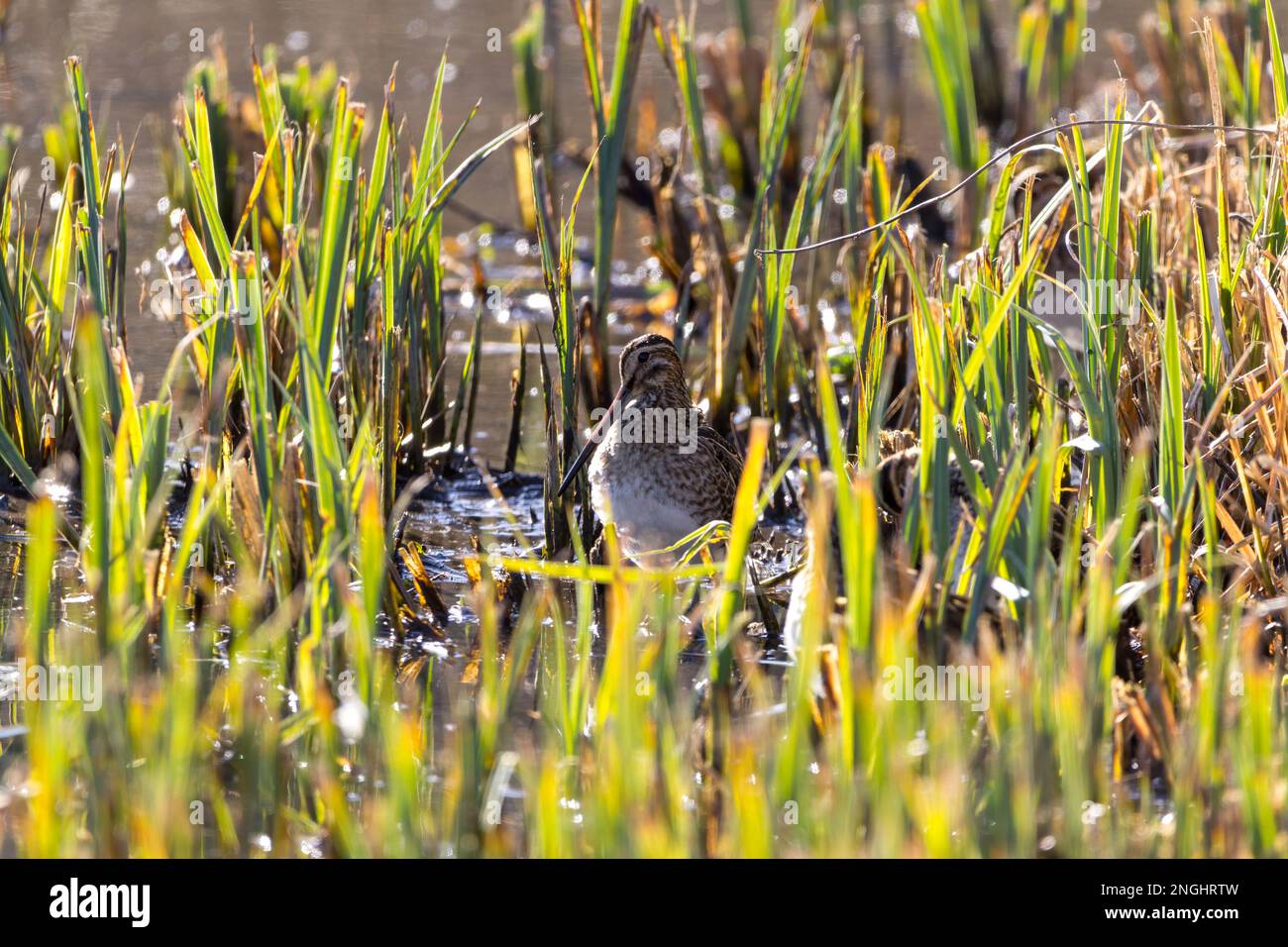 Snipe Gallinago kleine Wader mit sehr langem, feinem Schirm, cremefarbenem, gestreiftem Kopf und Rücken, rötlich-brauner Schwanz, blasse Unterseite in kurzer Vegetation am Wasser Stockfoto