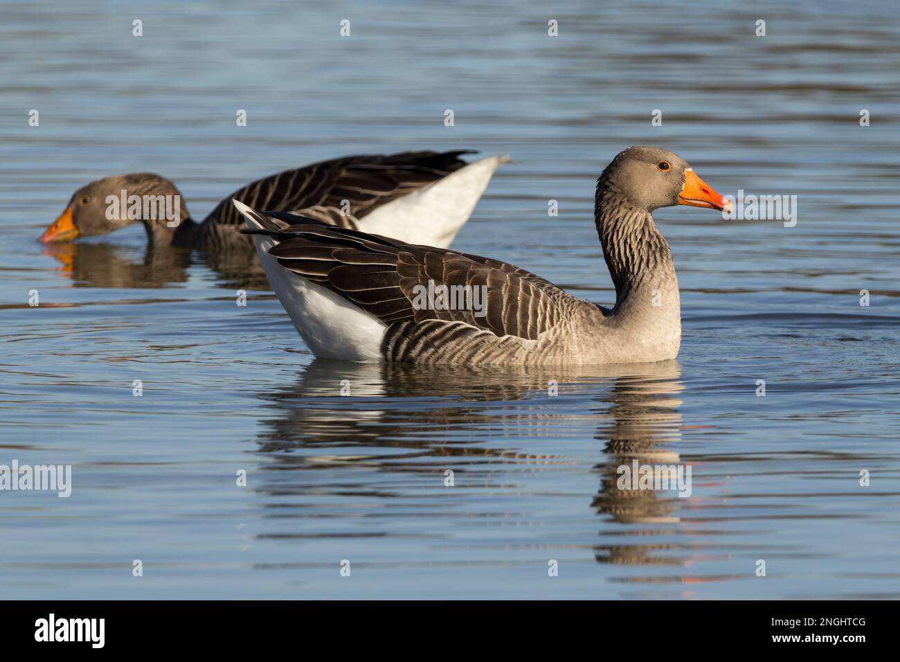 Grylag Gänse Anser, große graue Gänse graubraunes Gefieder auf dem Rücken und Bauch dunkle wellige Federgrate am Hals orangefarbenes Heck Stockfoto