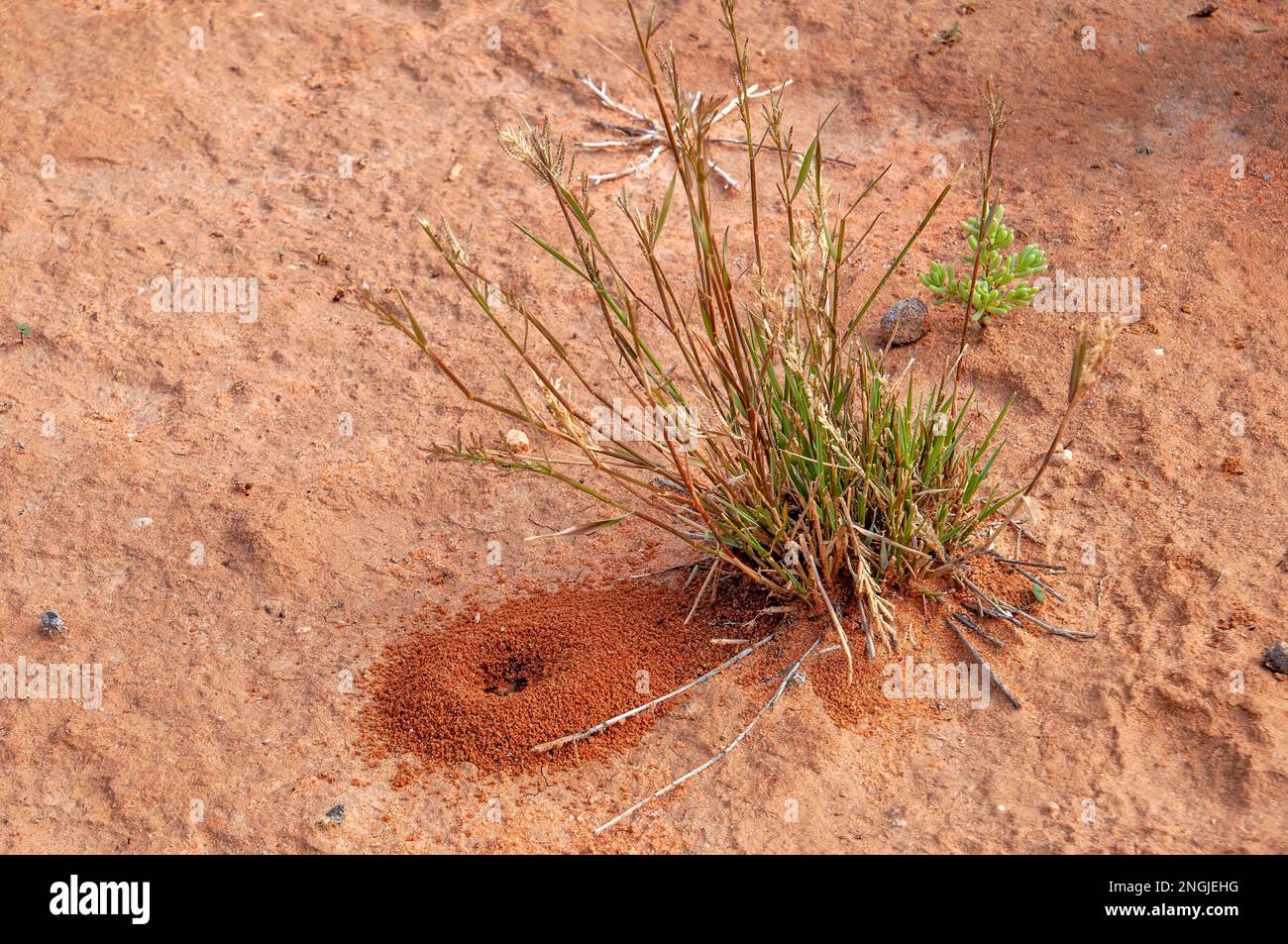 Menindee Australien, kleiner Ameisenhügel neben einheimischer Graspflanze Stockfoto