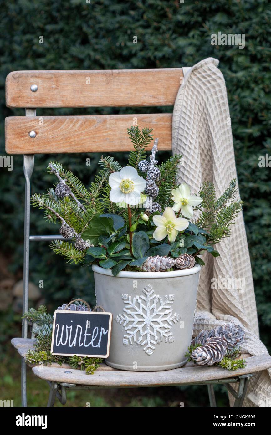 helleborus niger in Pflanzentopf mit weihnachtsschmuck auf Gartenstuhl Stockfoto