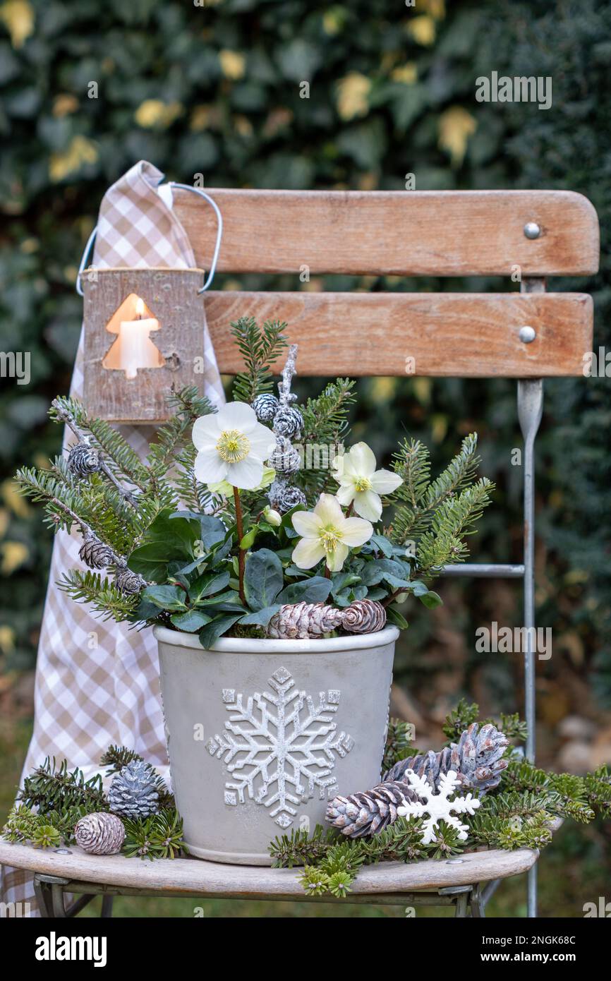weihnachtsgartengestaltung mit helleborus niger im Topf und Holzlaterne Stockfoto