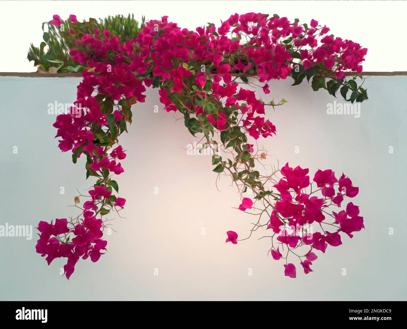 Bougainvillea an einer Wand in Frigiliana, Provinz Malaga, Andalusien, Spanien. Stockfoto