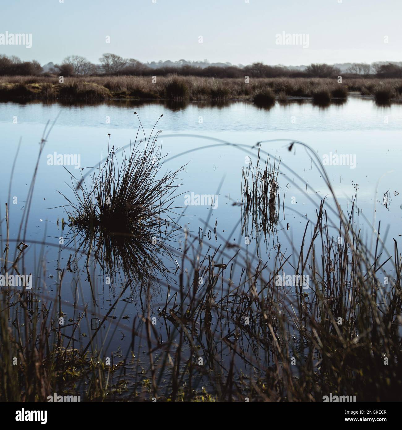 Ein kleiner Teich mit hohen Pflanzen, die um seinen Rand wachsen, üppiges Grün im Hintergrund Stockfoto