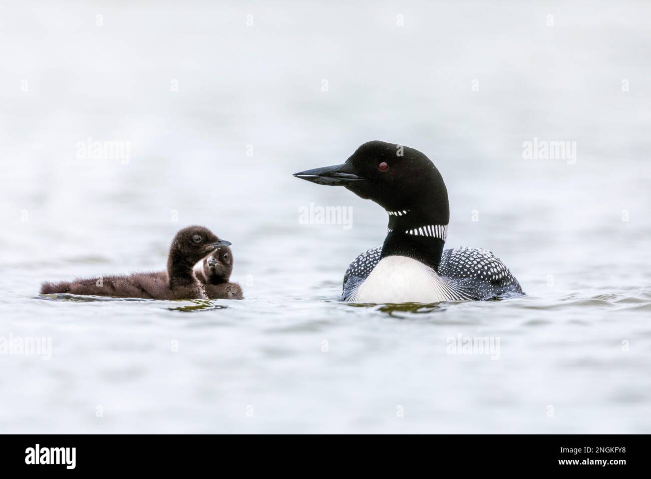 Great Northern Diver; Gavia immer; Erwachsene und Chicks; GB Stockfoto