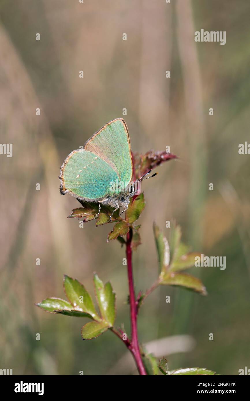 Grüne Hairstreak Schmetterling; Callophrys rubi; Großbritannien Stockfoto