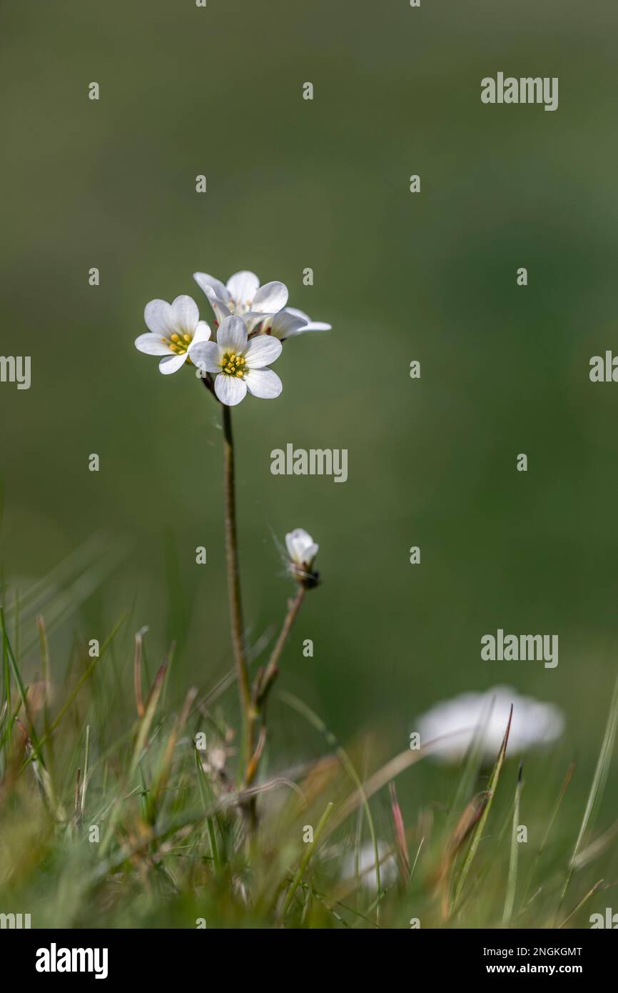 Meadow Saxifrage, Saxifraga granulata, Blumen, Wiltshire Stockfoto