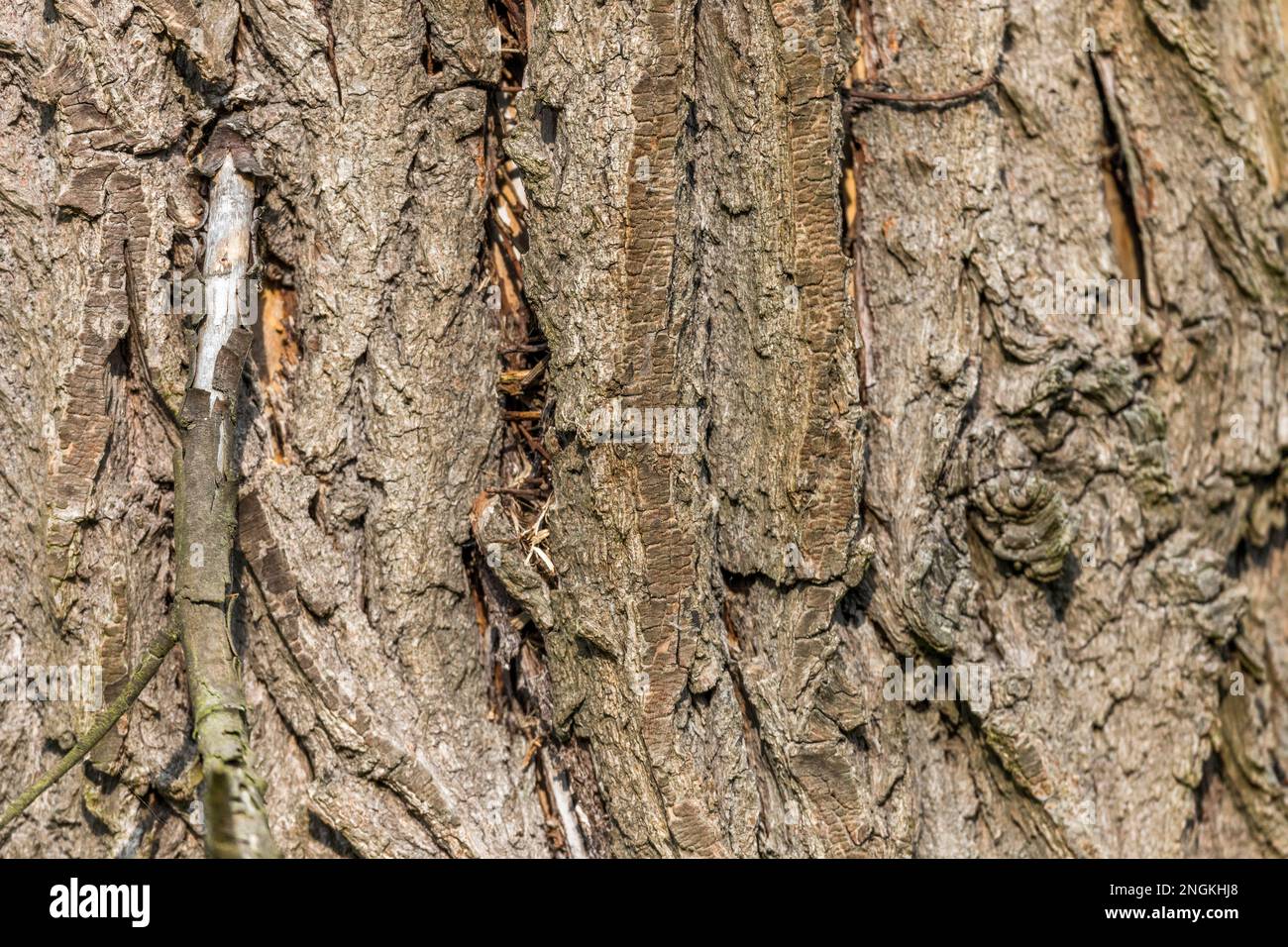 Treecreeper; Certhia familiaris; Nest; UK Stockfoto