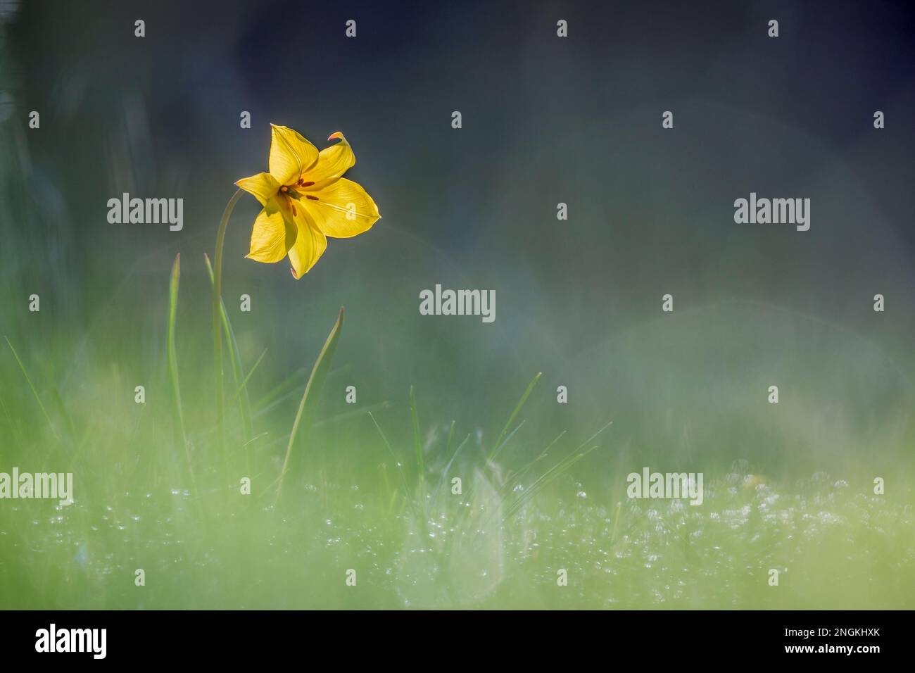 Wild Tulip; Tulipa sylvestris; Flower; UK Stockfoto