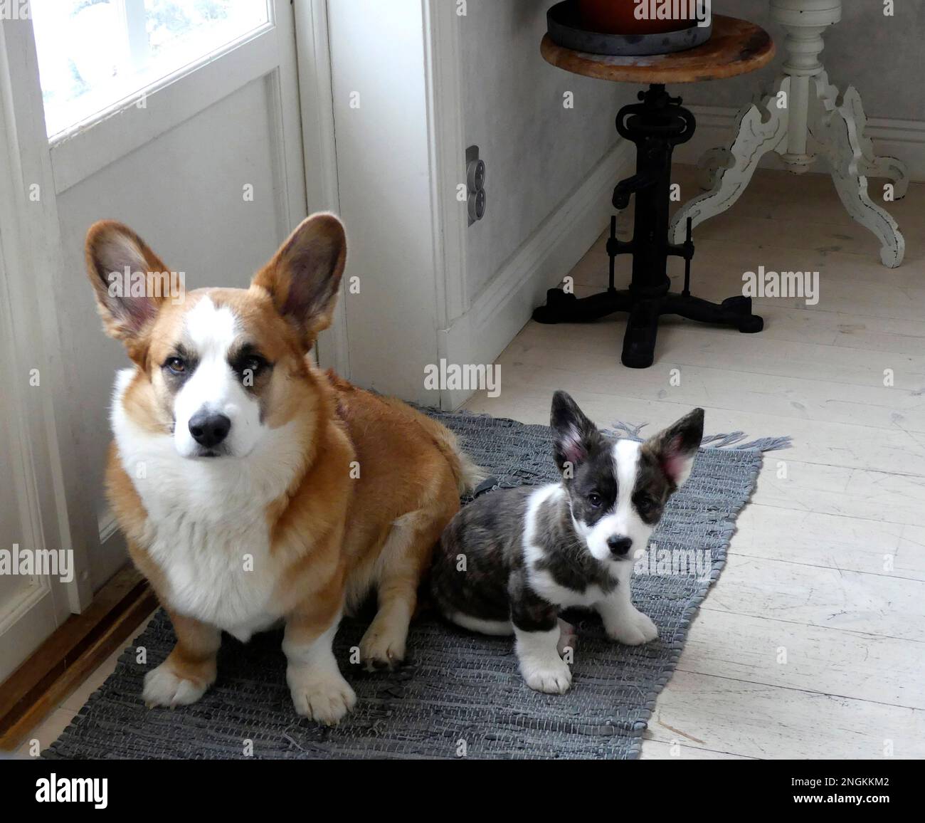 Walisische Corgi-Strickjacke Stockfoto