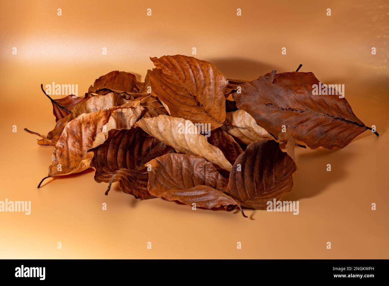 Buchenblätter. Herbstkomposition mit bunten Blättern. Studioaufnahme. Stockfoto