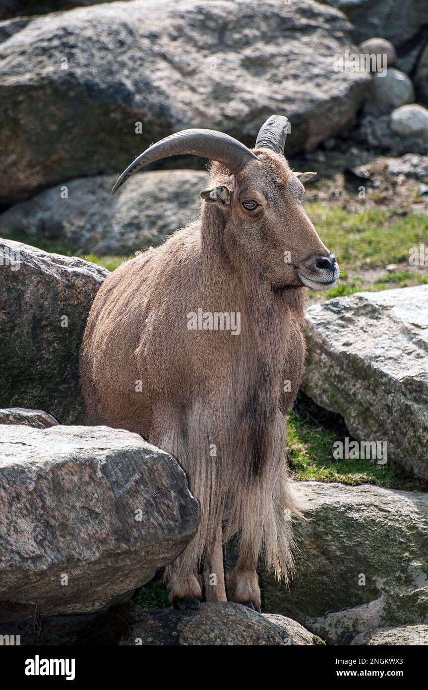 Aoudad Ganzkörperansicht, auf Felsen stehend, in die Kamera, vertikal Stockfoto