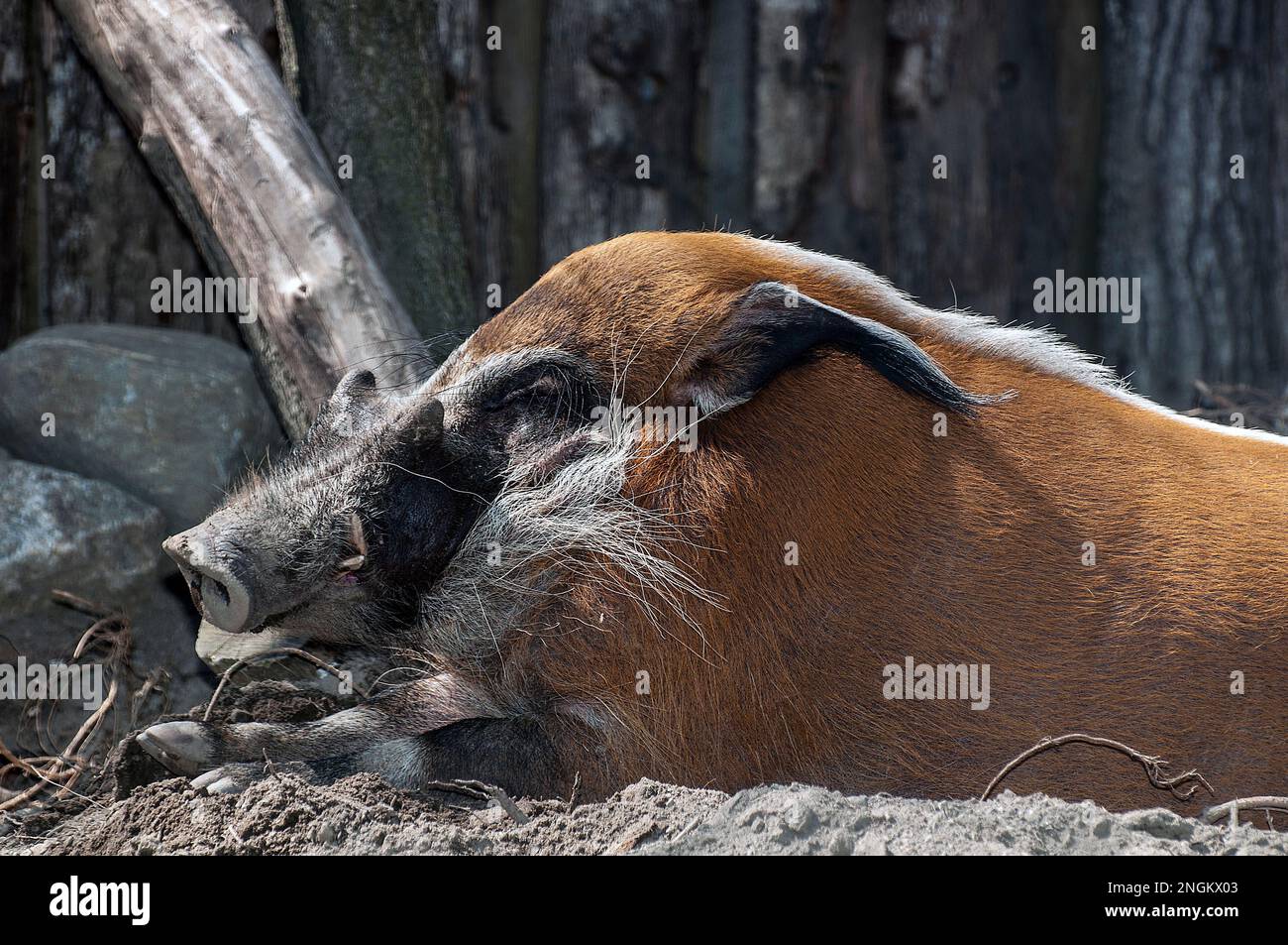 Rotes Flussschwein, das im Dreck lag, mit mittelhohem Schusskopf, nach links hochgehoben Stockfoto