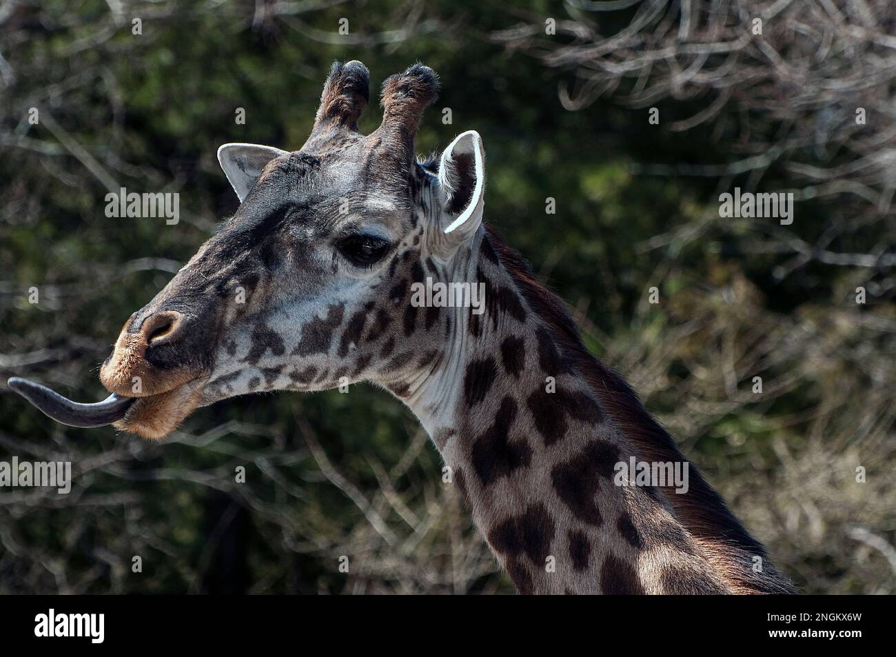 Großaufnahme einer Masai-Giraffe mit 18 m langer Zunge Stockfoto