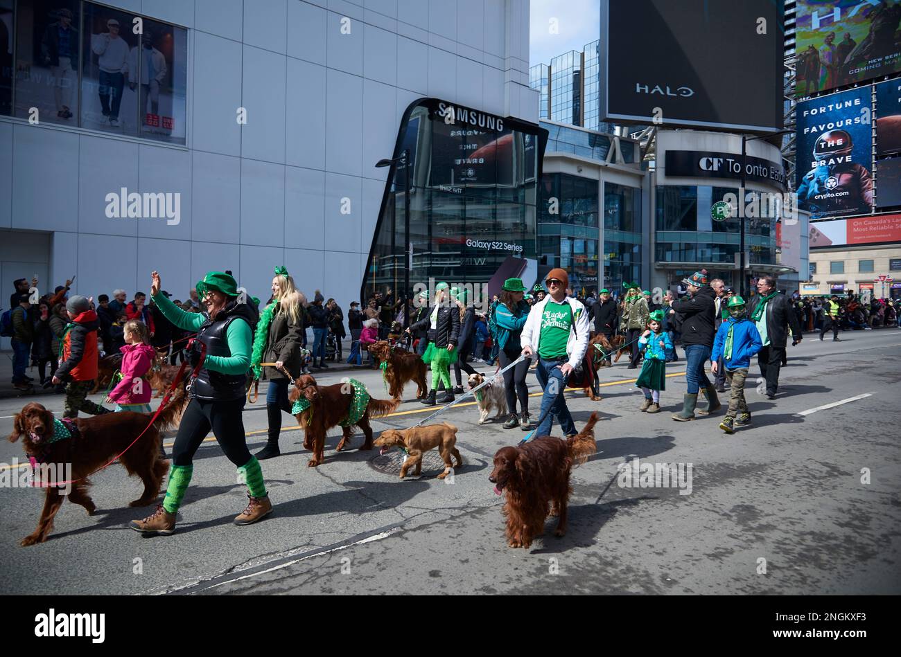 Toronto Ontario, Kanada - 20. März 2022: Die Menschen marschieren mit ihrem irischen Setter, während sie an der Toronto's St. Patrick's Day Parade. Stockfoto