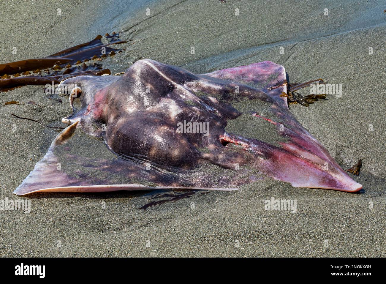 Beringraja binoculata Fotos und Bildmaterial in hoher Auflösung Alamy