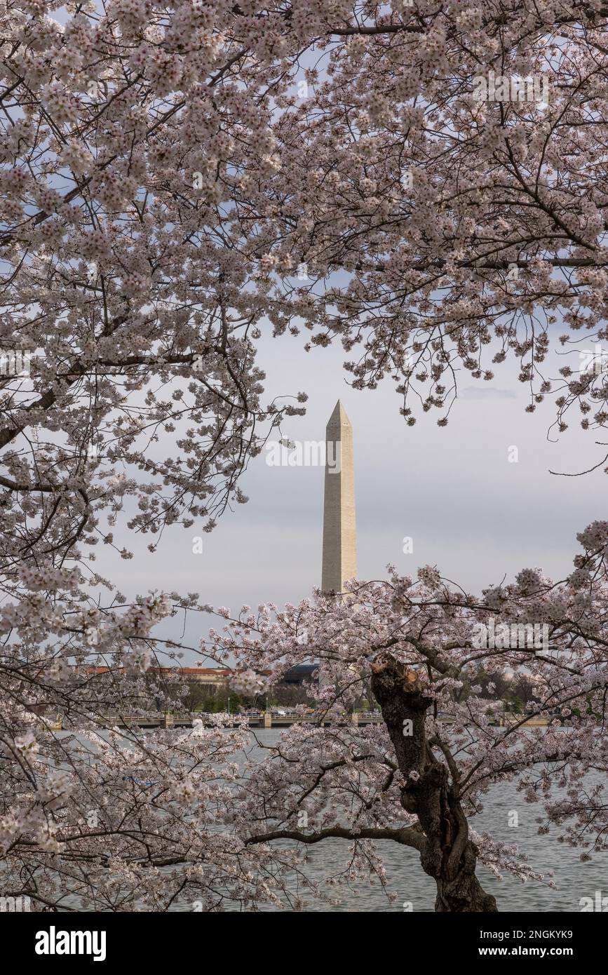 Blühende Kirschblüten und das Washington Monument im Frühjahr, West Potomac Park, Washington, DC Stockfoto