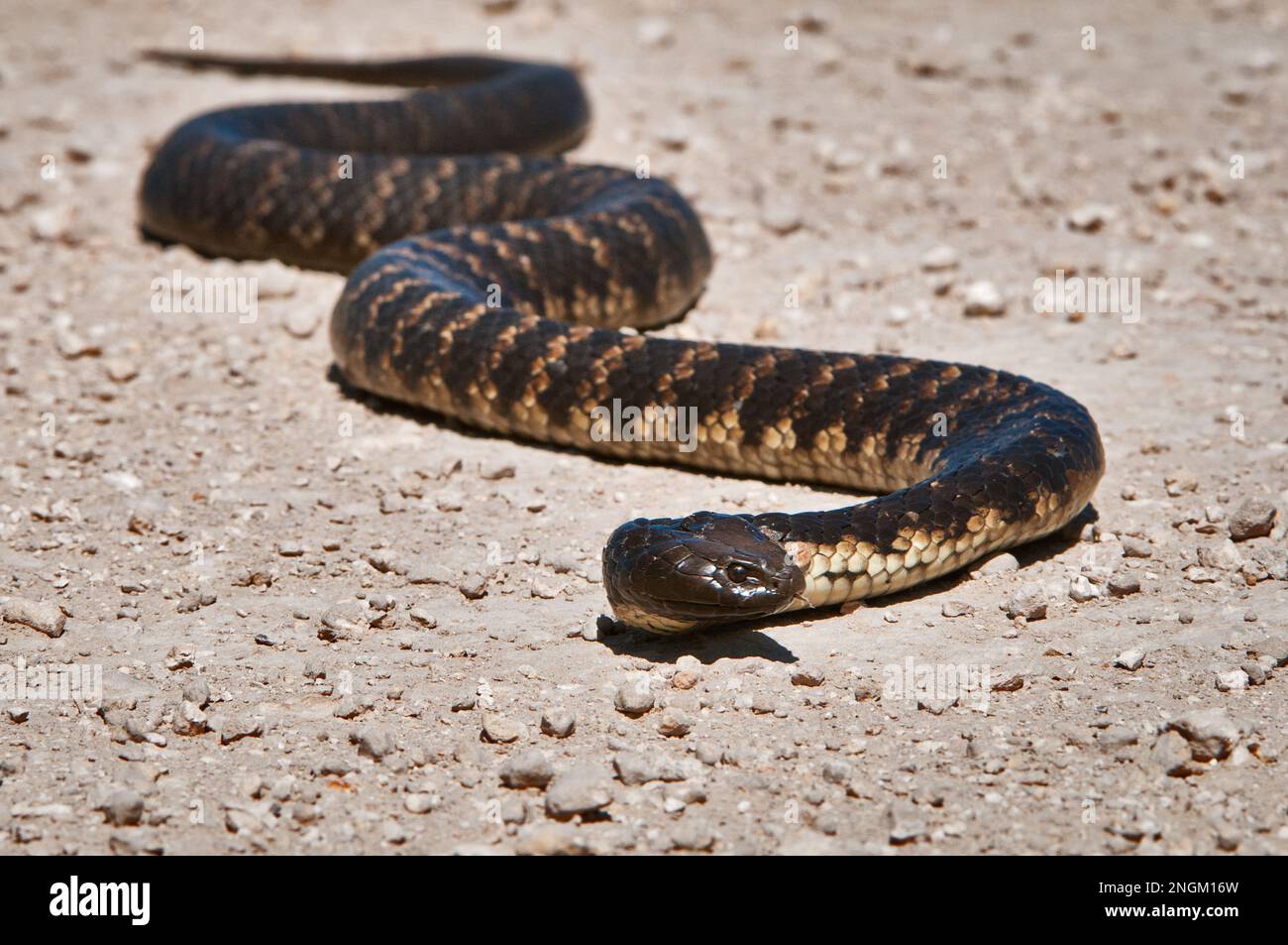Große Tigerschlange, die sich auf Schotterboden windet. Stockfoto