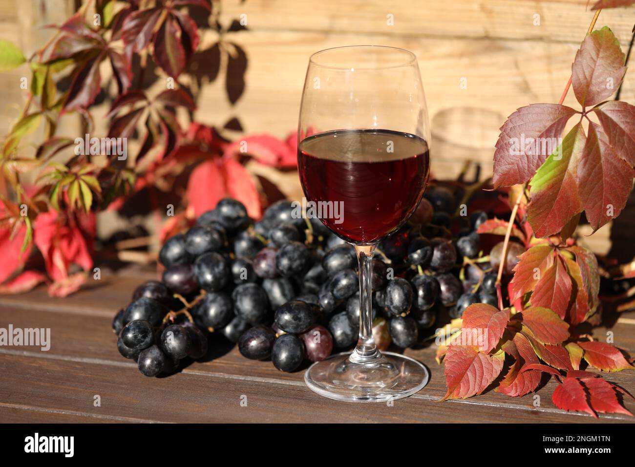 Glas Rotwein auf Holzhintergrund mit Herbstblättern und Trauben Stockfoto