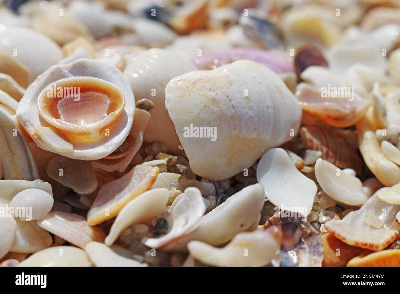 Muscheln. Mit den Wellen am Sand des Strandes bilden die Muscheln eine herrliche Landschaft mit ihren Formen und Einrichtungen. Stockfoto
