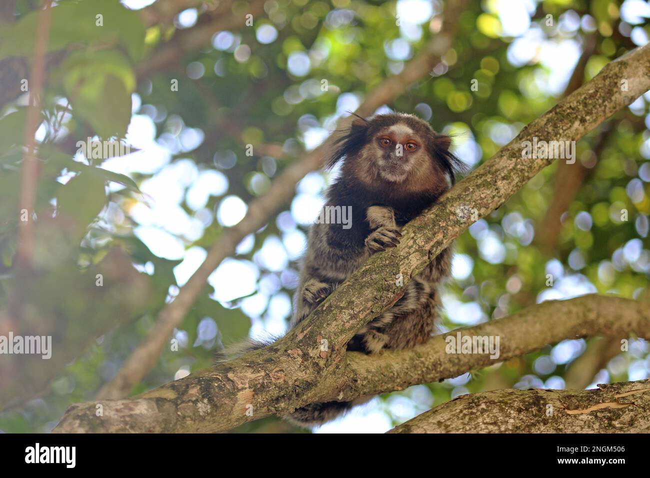Macaco Prego lebt sogar in der Natur und ist mit Menschen sehr vertraut. Stockfoto