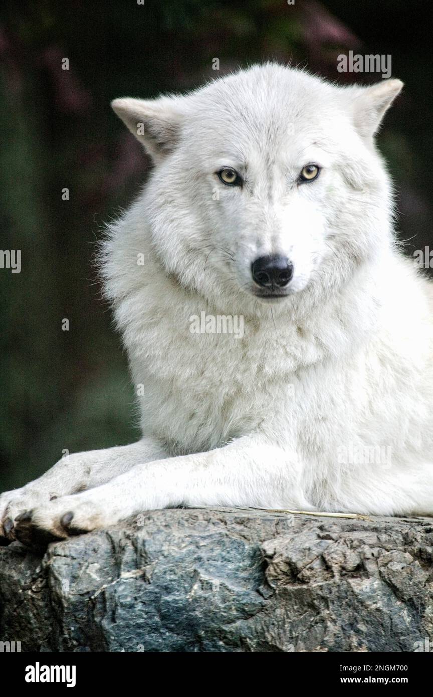 Ein arktischer Wolf zeigt Neugier im International Wolf Center in Ely, Minnesota. Stockfoto