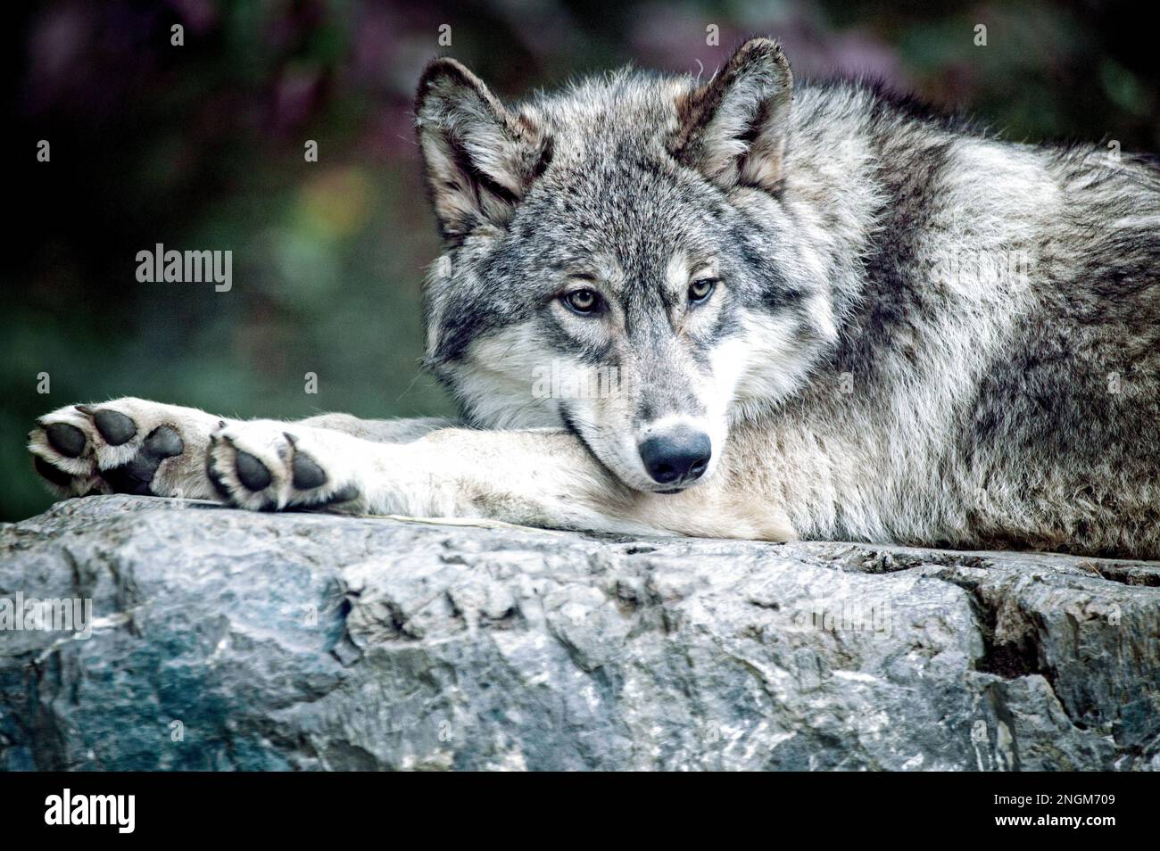 Ein grauer Wolf der Great Plains sub Arten an der International Wolf Center in Ely, Minnesota. Stockfoto