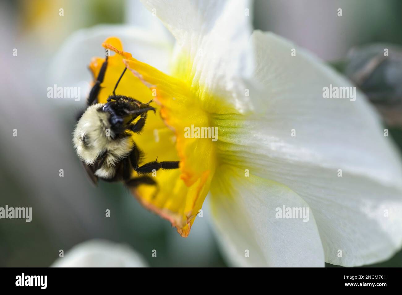 Eine Biene sammelt Nektar aus einem blühenden Daffodil. Stockfoto