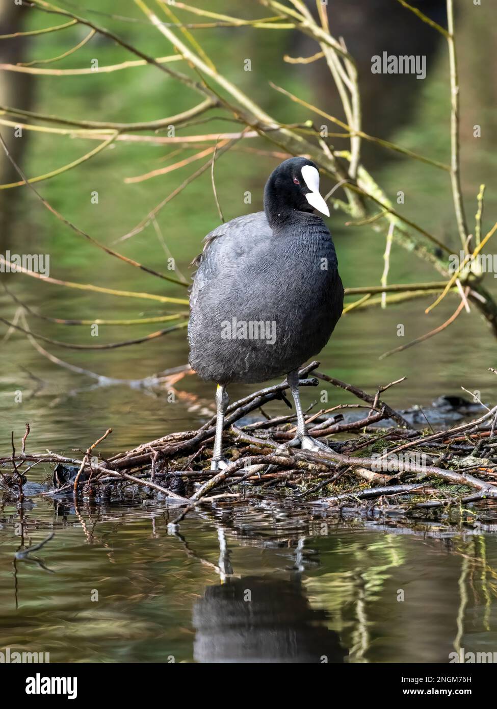 Schöner Europäischer Coot (Fulica atra), der in einem öffentlichen Park in Blackpool, Lancashire, Großbritannien, ein Nest auf einem See baut Stockfoto