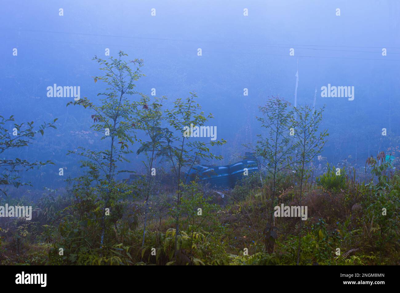 Bäume in einem dichten, nebligen Bergwald. Wintersaison. Blaue Kälte. Dezember. Stockfoto