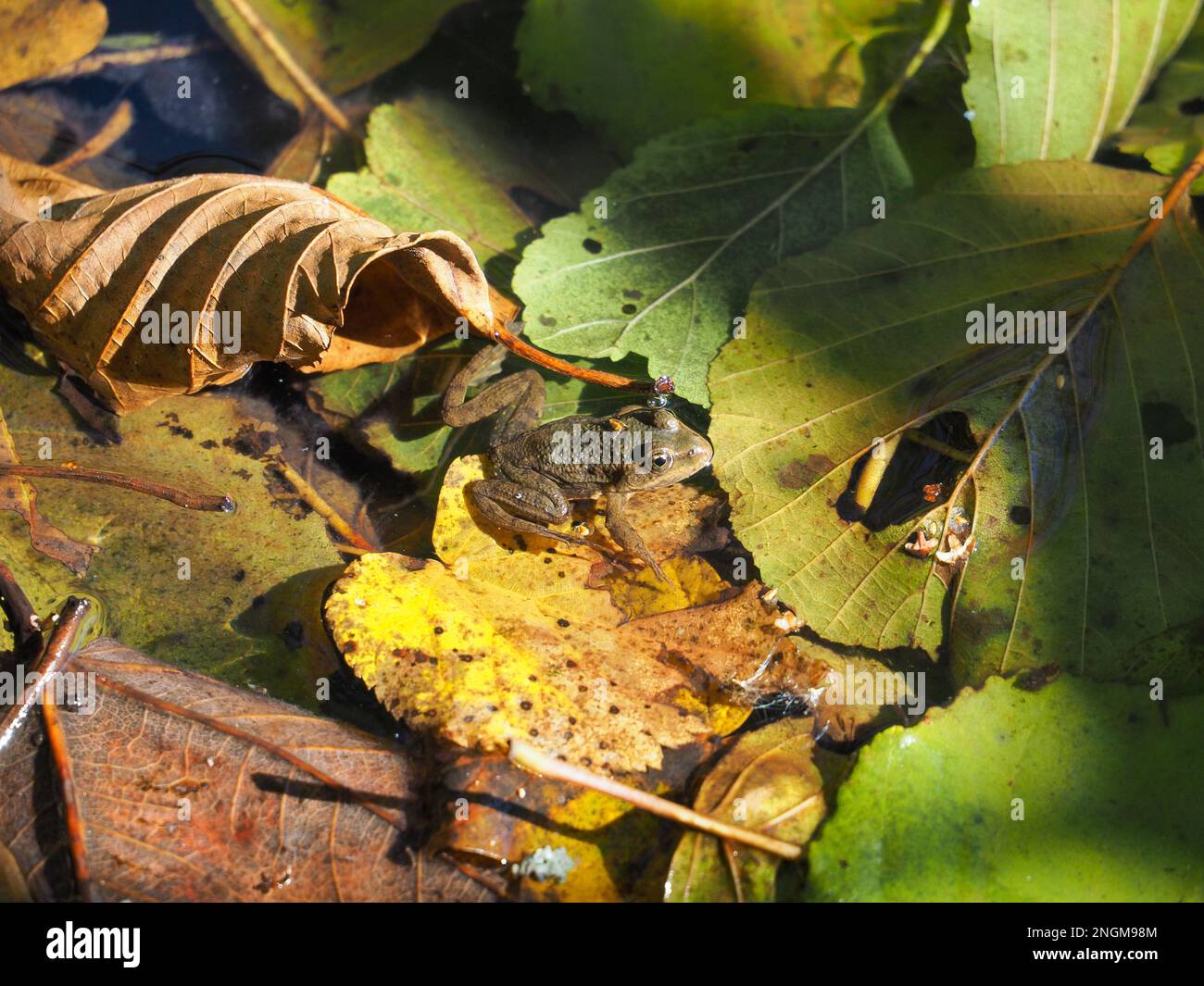 Wasserfrosch (Pelophylax), der im Herbst auf einem Laub in einem bayerischen See zwischen bunten Blättern sitzt Stockfoto