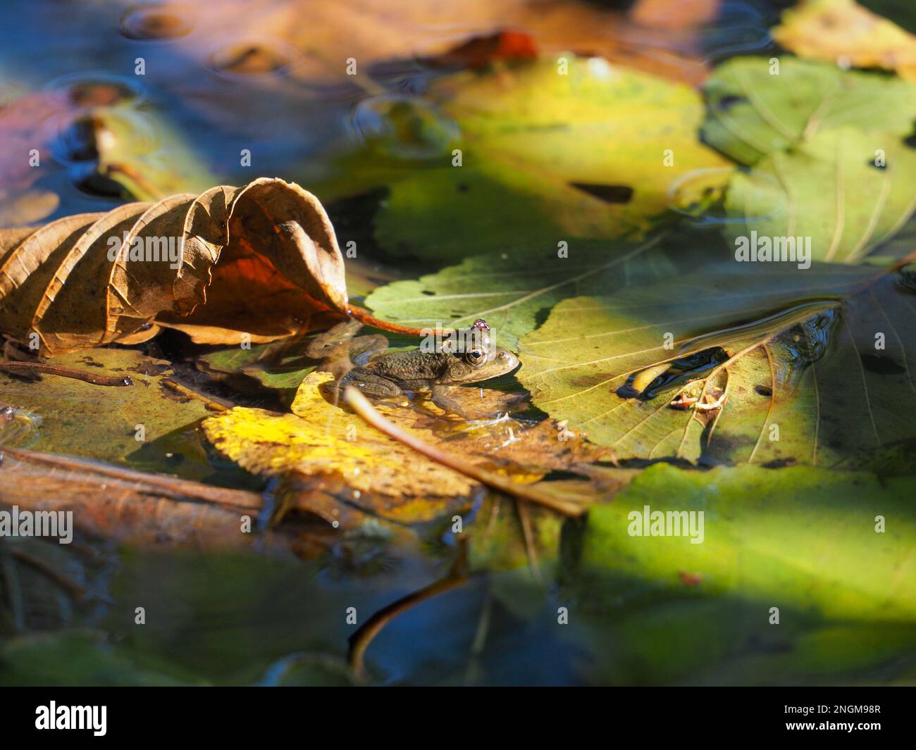 Wasserfrosch (Pelophylax), der im Herbst auf einem Laub in einem bayerischen See zwischen bunten Blättern sitzt Stockfoto