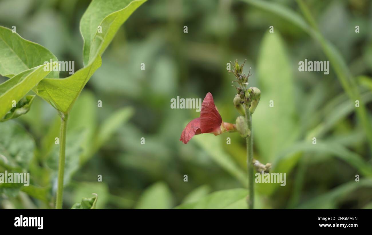 Nahaufnahme der Blüten von Macroptilium lathyreoides, auch bekannt als Phasejabohne, wilde Buschbohne usw. Stockfoto
